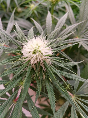 Growreport Bild 3
