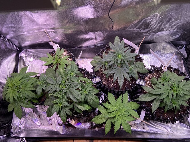 Growreport Bild 15