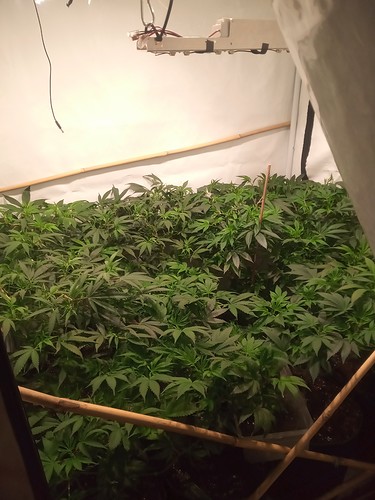 Growreport Bild 60