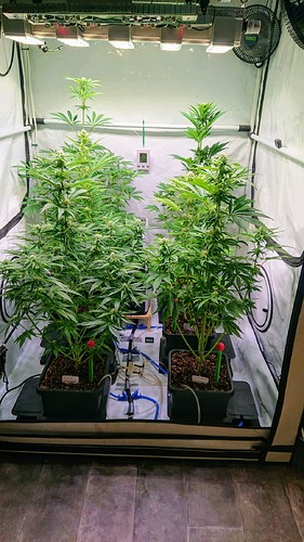 Growreport Bild 7