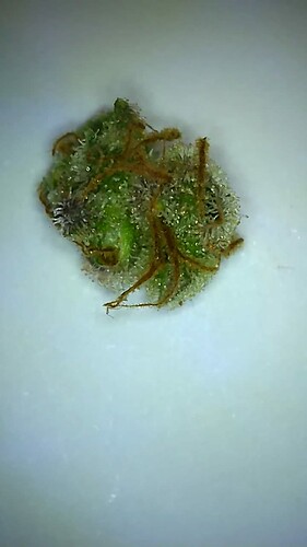 Growreport Bild 26
