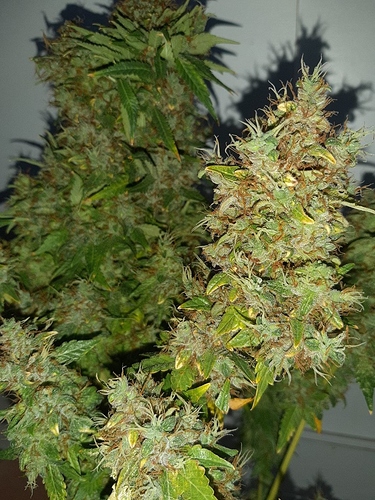 Growreport Bild 4