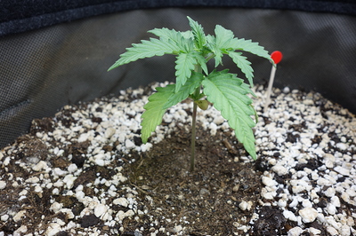 Ein junger Cannabis-Keimling mit zwei Keimblättern und den ersten echten Blättern in einem Topf mit Erde und Perlit. Ein roter Markierungsstift steckt im Boden neben der Pflanze.