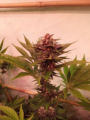 Growreport Bild 98