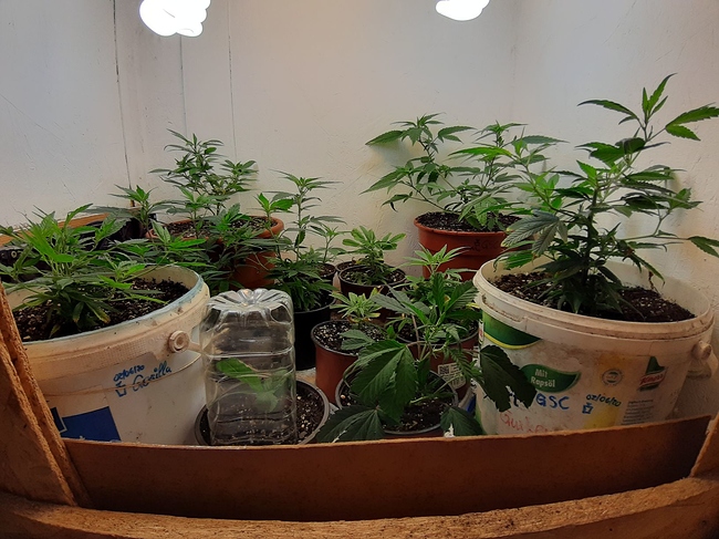 Growreport Bild 2