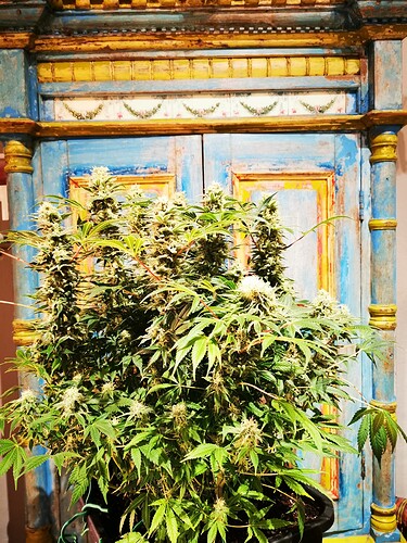 Growreport Bild 6