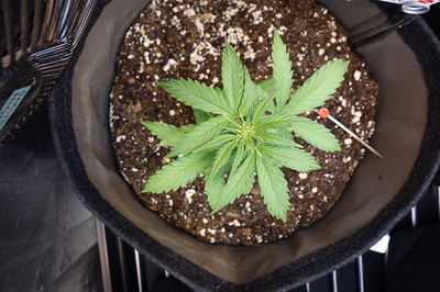 Ein junger Cannabissämling in einem Stofftopf, der sich in der Wachstumsphase befindet. Die Pflanze hat mehrere Blattpaare und zeigt Anzeichen von gesundem Wachstum.