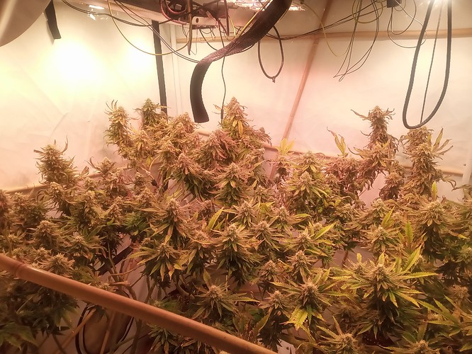 Growreport Bild 24