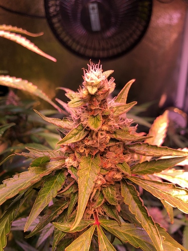 Growreport Bild 6