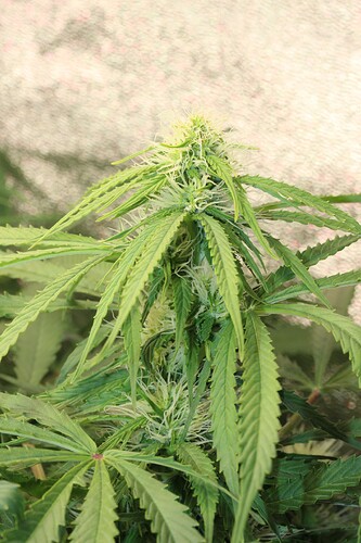 Growreport Bild 3