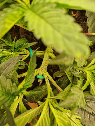 Growreport Bild 68