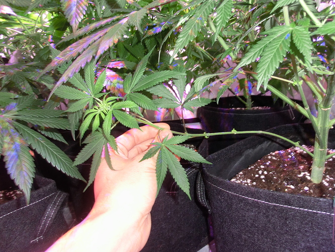 Growreport Bild 11