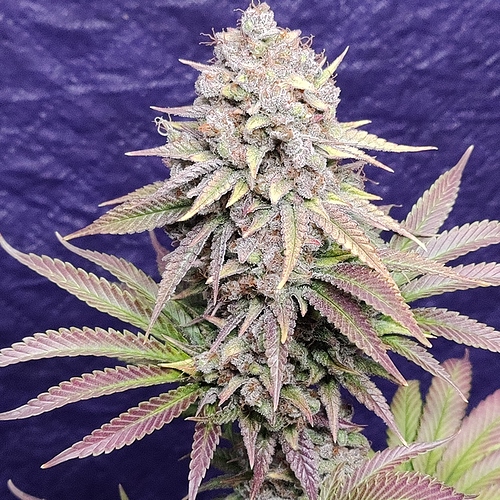 Growreport Bild 3