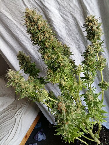 Growreport Bild 28