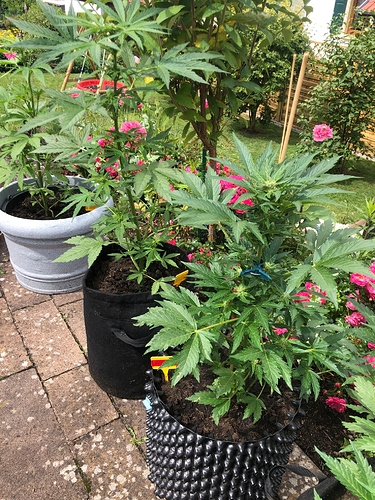 Growreport Bild 4