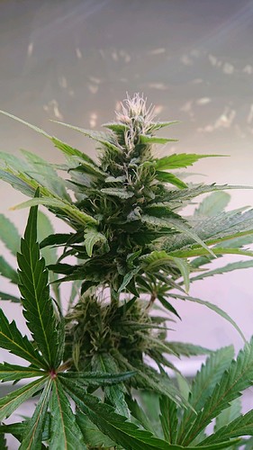 Growreport Bild 12