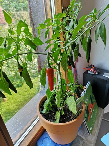Growreport Bild 5
