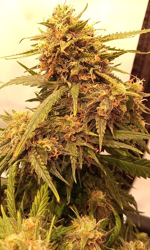 Growreport Bild 26