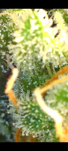 Growreport Bild 9