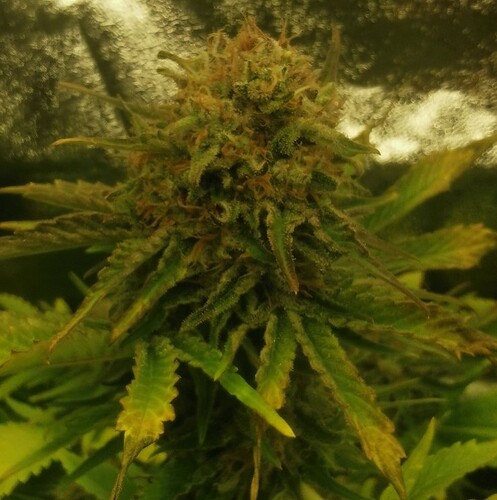 Growreport Bild 3
