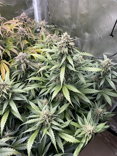 Growreport Bild 19