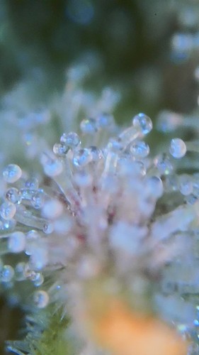 Growreport Bild 22