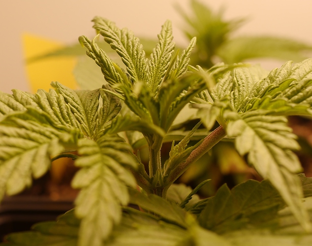 Growreport Bild 13