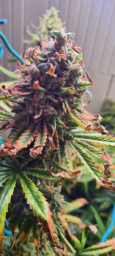 Growreport Bild 6