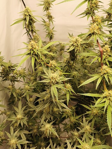 Growreport Bild 3