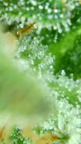 Growreport Bild 58