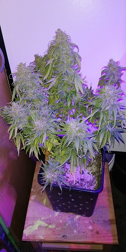 Growreport Bild 7