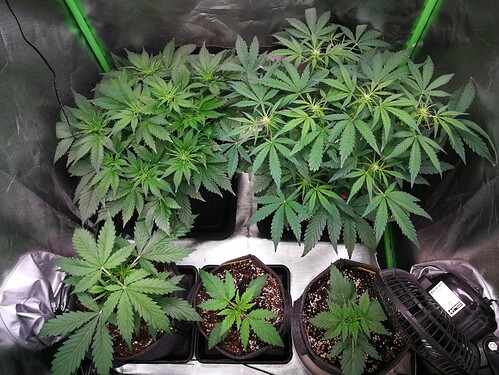 Growreport Bild 190