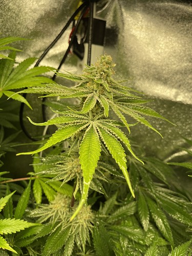 Growreport Bild 3