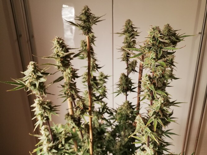 GG#2_231231-6