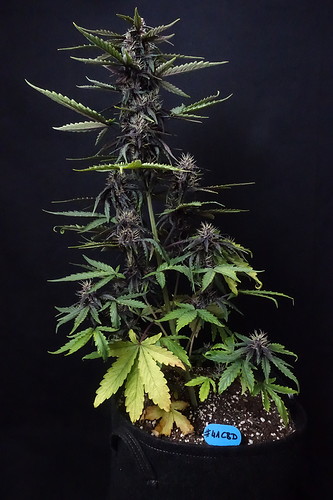 Growreport Bild 1
