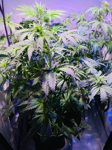 Growreport Bild 3