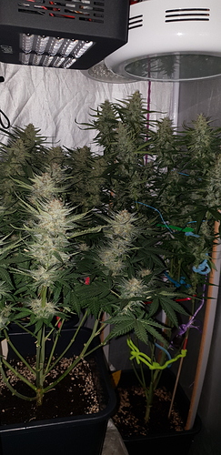 Growreport Bild 8