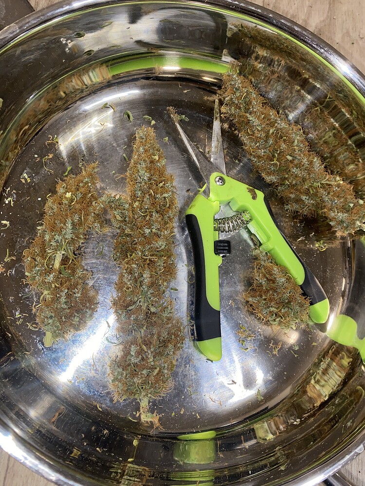 Der Grow um zu growen, Sensi Skunk und DNA OG Kush