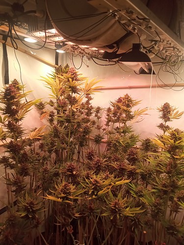 Growreport Bild 24