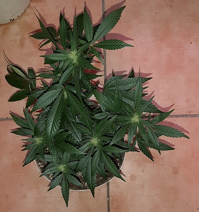 Growreport Bild 11