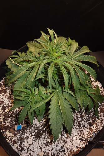 Growreport Bild 34
