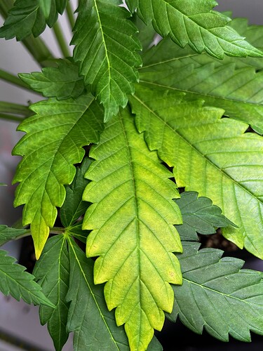 Growreport Bild 3