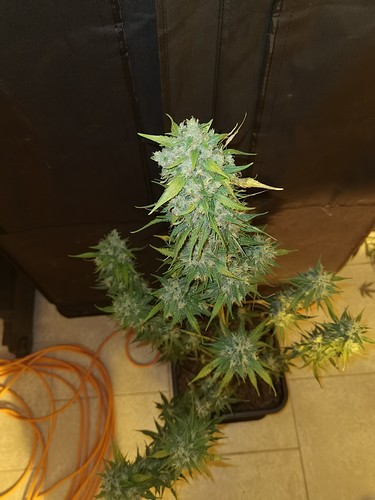 Growreport Bild 4