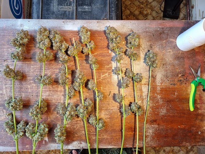 Growreport Bild 30