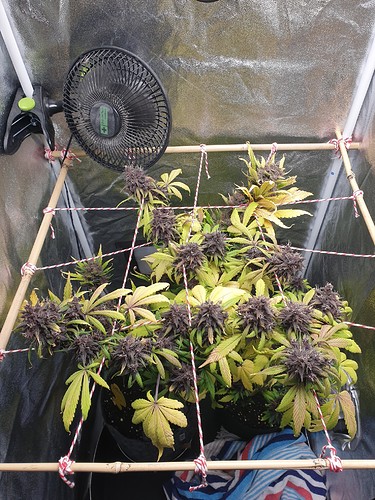 Growreport Bild 1