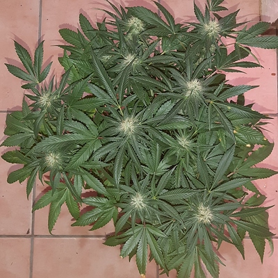 Growreport Bild 11