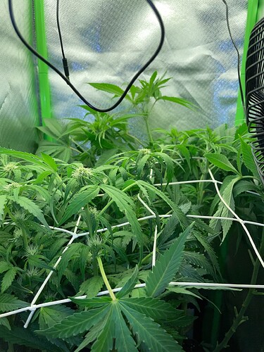 Growreport Bild 12