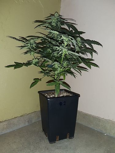 Growreport Bild 18