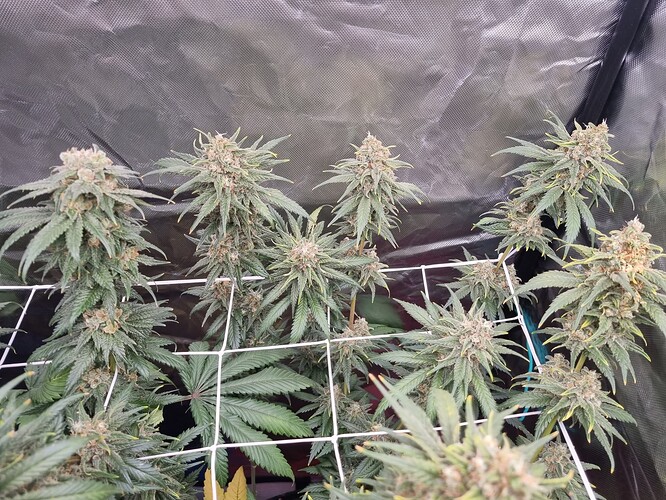 Growreport Bild 10