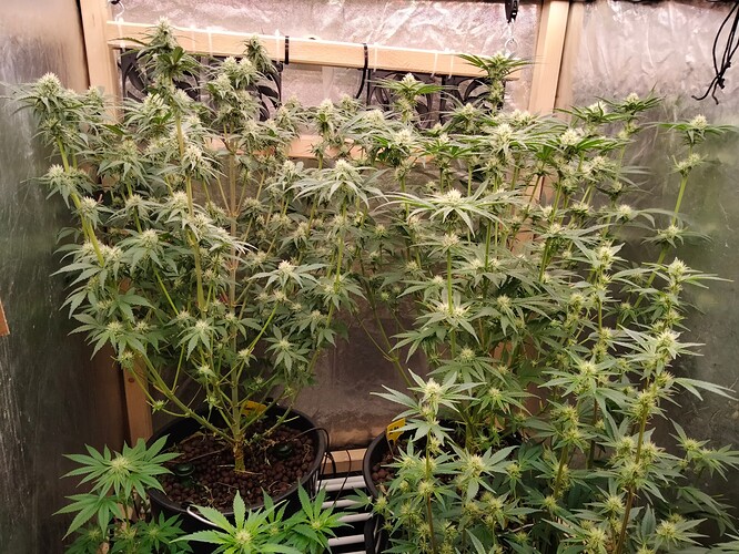Growreport Bild 6